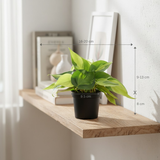 Combo of 2 Live Plants | Money Plant Golden & Philodendron Oxycardium Brasil | Perfect Indoor Ideal for Home, Office & Gifting