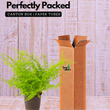 Cotton Candy Fern Live Plant (Home & Garden)