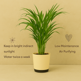 Areca Palm (Dypsis lutescens) | Air Purifying Natural Live Plant in Self Watering Pot | Indoor Outdoor Plant for Home & Office Décor (Pot Colour May Vary)