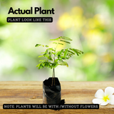 Peltophorum ferrugineum ( Avenue Trees) Live Plant (Home & Garden)