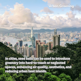 Gulmohar (Delonix regia) | Seed Balls