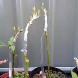 Grafting Stretchable Tape for Nursery and Garden, Budding/Plant Repair Tape for Nursery & Garden, Moisture Barrier Waterproof, Size- 50MM (Aprox 100GM) (Pack Of 1)