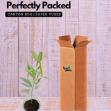 Thozhukanni / Ramanamapacha/ Telegraph LivePlant (Home & Garden)