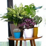 Valencia 14cm Round Plastic Pot for Home & Garden