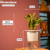 Sansevieria Crooked / Snake Plant (Dracaena trifasciata)- Live Plant (With 5 Inch Self-Watering Pot & Plant)