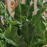 Cobra Fern (Asplenium nidus) | Indoor Air-Purifying Live Plant (Home & Garden)