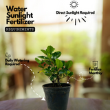 Hing Plant (Asafoetida)Gardenia Gummifera Live Plant (Home & Garden)