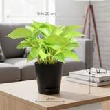 Golden Money Plant, Golden Pothos (Epipremnum Aureum) In Self-watering Pot | Live Indoor Plant for Positive Vibes | Air-Purifying & Decorative Plant for Home and Office (Pot Colour May Vary)