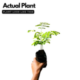 Peltophorum ferrugineum ( Avenue Trees) Live Plant (Home & Garden)