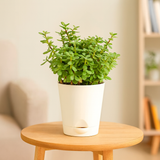 Jade Plant (Crassula Ovata) Good Luck Live Succulent | Low Maintenance Plant for Office Desk & Home Décor | Natural Air Purifier in Stylish Self-Watering Pot (Pot Colour May Vary)