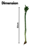 Lotus Bamboo Stick 50cm - Live Plant (Home & Garden)