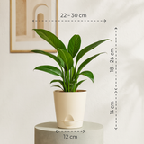 Peace Lily | Indoor Air-Purifying Plant | Flowering Spathiphyllum in Self-Watering Pot | Perfect for Home & Office Décor (Pot Colour May Vary)