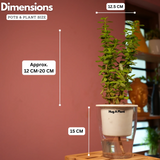 Jade Plant (Crassula Argentea) - Live Plant (With Self-Watering Pot & Plant)