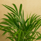 Areca Palm (Dypsis lutescens) | Air Purifying Natural Live Plant in Self Watering Pot | Indoor Outdoor Plant for Home & Office Décor (Pot Colour May Vary)