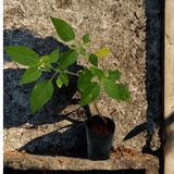 Golden Berry plant(Physalis peruviana)Fruit Live Plant (Home & Garden)