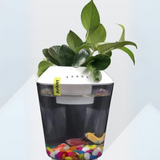 Hug A Plant | White Colour Beta Pot for Aquarium(2.5 ltr)