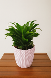 Hug A Plant | Dracaena Compacta in Capri 14cm Round Plastic Pot | Indoor Decorative Plant | Air Purifier for Home & Office