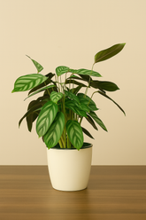 Hug A Plant | Calathea Compact Star Live Plant in Ronda 1110 Round Plastic Pot | Air Purifying Indoor Plant for Home & Office Decor