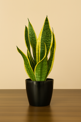 Hug A Plant | Snake Plant – Sansevieria Superba | Air Purifying Indoor Plant in 14cm Valencia Black Pot | Low Maintenance | Home & Office Decor