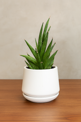 Mickado Plant in Premium Ceramic Pot – Indoor Decorative Plant for Home & Office