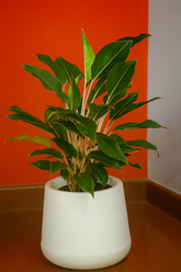 Hug A Plant | Aglaonema Sapphire Pink in Mudkuda Round Plastic Pot – Elegant Indoor Plant for Home & Office Décor