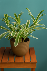 Hug A Plant | Bromeliad 'Donger' – Exotic Indoor Flowering Plant in Verona Eco 14 Pot