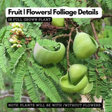 Divi-Divi plant (Libidibia coriaria) Flowering/Ornamental Live Plant (Home & Garden)