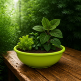 Bahubali Round Pot  For Tabletop | Office | Indoor Garden | Home& Garden