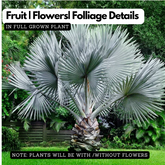 Bismarckia Nobilis | Bismarck Palm Live Plant (Home & Garden)