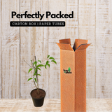 Sankrant Vel Plant - Flame VinePyrostegia venusta(Home & Garden)