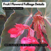 Begonia Pink Long - Angel Wing Begonia Torch Red Live Plant (Home & Garden)