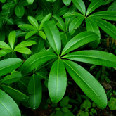 Ezhilampala / Saptaparni / Dita Tree (Alstonia Scholaris) Ornamental / Medicinal Live Plant