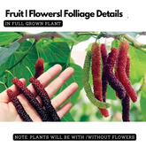 Brazilian Mulberry PlantLive Plant (Home & Garden)