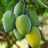 Mango Jardalu(Mangifera indica) Fruit Live Plant (Home & Garden)