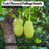 Cambodian Orange Jack Fruit Grafted (Artocarpus heterophyllus) (Home & Garden)