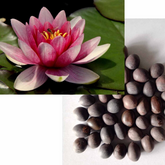 Lotus Seed(25Seeds)(Home&Garden)