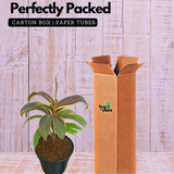 Dracaena Fruticosa(Cordyline fruticosa) (Home & Garden)