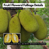 J33 Jackfruit(Artocarpus heterophyllus)Live Plants(Home & Garden)