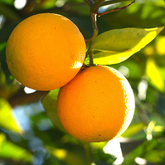 All Time Vietnam Malta Orange Grafted Fruit (Citrus Limetta)Fruit Live Plant (Home & Garden)