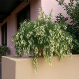 Fire Cracker White Live Plant (Home & Garden)