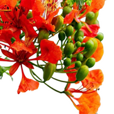 Gulmohar Seeds(25Seeds)(Home&Garden)