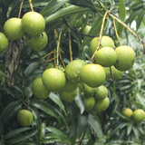 Chandrakaran Mango Plant (Mangifera indica) Fruit Live Plant (Home & Garden)