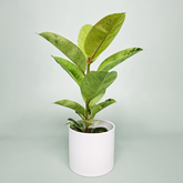 Rubber Plant Variegated (Ficus elastica) - Live Plant (Home & Garden)