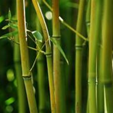 Green Bamboo (Bambusa vulgaris) Ornamental Live Plant (Home & Garden)