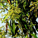 Suvarnarekha Mango Plant (Mangifera indica) Fruit Live Plant (Home & Garden)