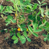 Peanut / Groundnut / Kappalndi (Arachis hypogaea) Fruit Live Plant (Home & Garden)(Pack Of 5)
