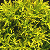 Golden Ball Aralia (Polyscias fruticosa) Ornamental Live Plant (Home & Garden)