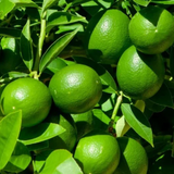 Seedless Lemon (Citrus limon) Fruit/Ornamental Live Plant (Home & Garden)