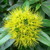 Rosida (Xanthostemon chrysanthus) Flowering/Ornamental Live Plant (Home & Garden)