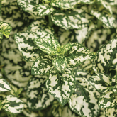 Polka Dot Plant (Hypoestes phyllostachya) Ornamental Live Plant (Home & Garden)